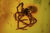 Detailed Fossil Spider (Aranea) In Baltic Amber #81783-2